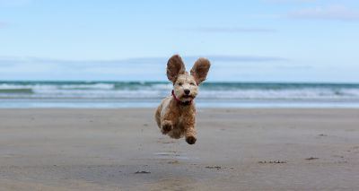 BVA Veterinary Photographer of the Year winners revealed